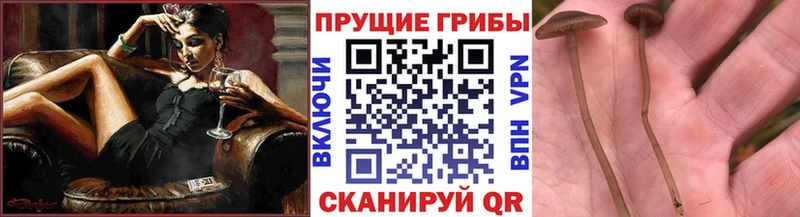 Псилоцибиновые грибы Magic Shrooms  Махачкала 